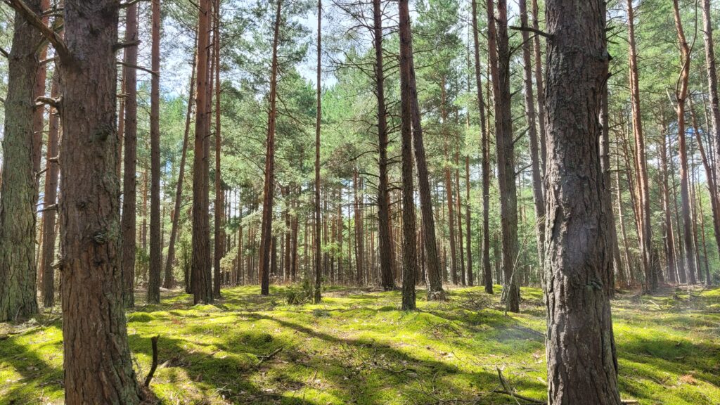 Las w Narodowym Parku Krajobrazowym. Natura kojąca stany depresyjne